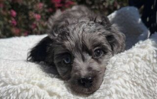 Cavpoo puppy resting his head on top of a white pillow