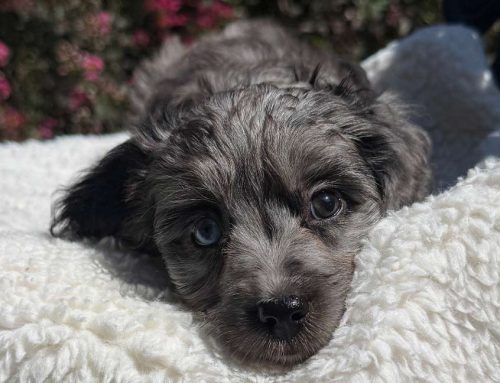 What to Do If Your Dog Ate Something They Shouldn’t