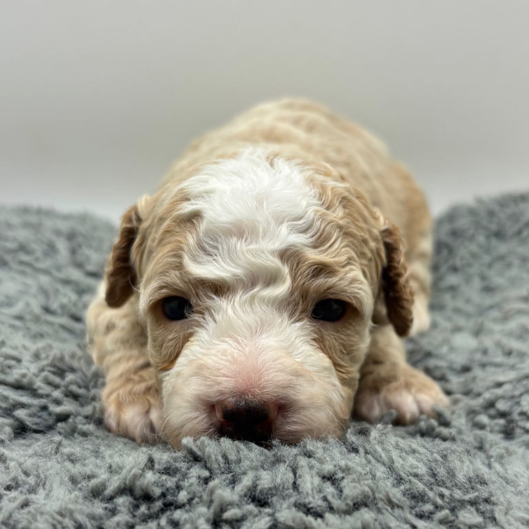Cavapoo puppy on a grey blanket