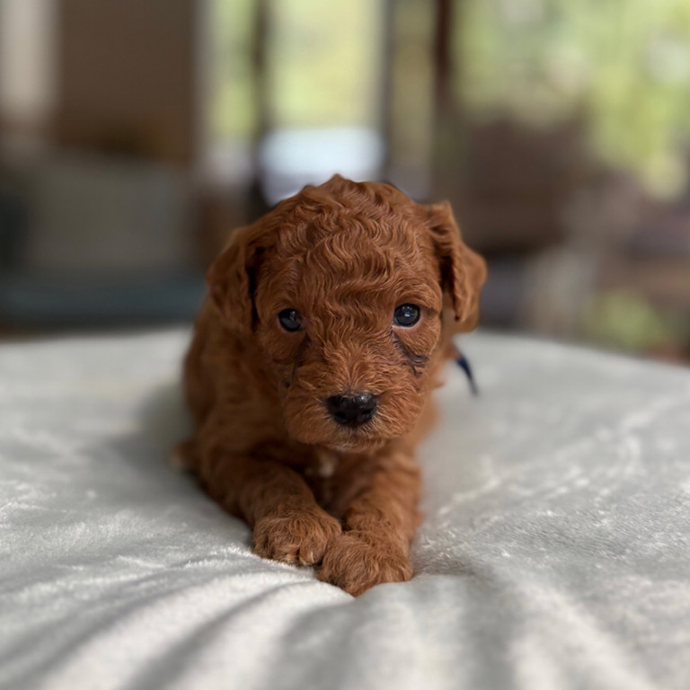 Brown Cavapoo puppy lying on a wbite blanket