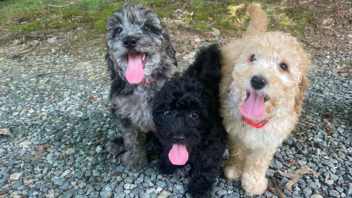 Three puppies standing next to each other with their tongues out