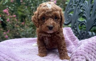 Cavapoo puppy on a pink blanket