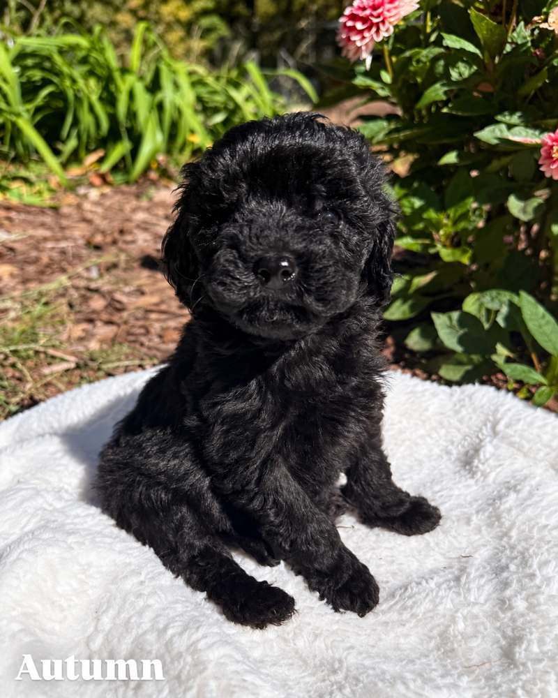 Autumn, a black Micro Mini Goldendoodle puppy, on a white blanket outdoors