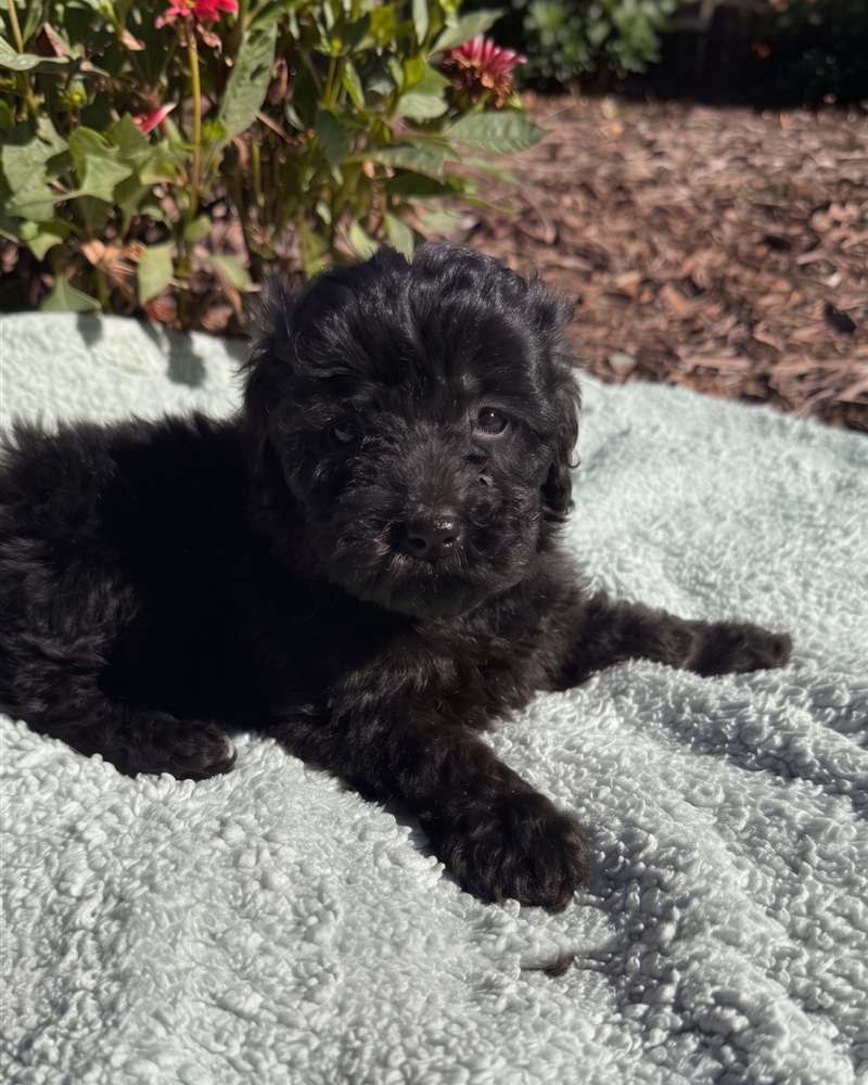 Autumn, a black Micro Mini Goldendoodle puppy, centered on a mint blanket outdoors