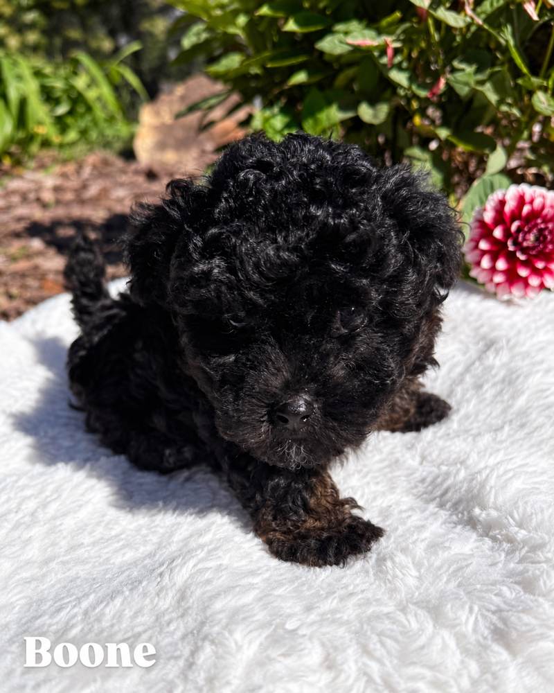 Boone, a Cavapoo puppy, on a white blanket outdoors
