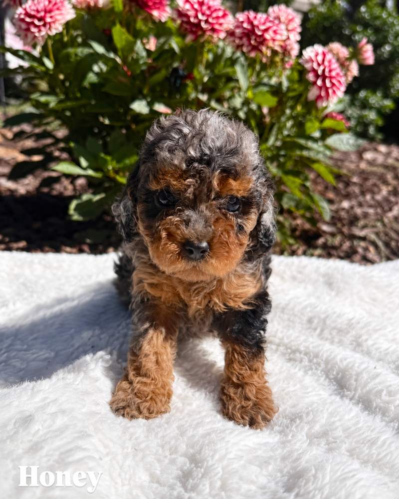 Honey, a merle Cavapoo puppy, on a white blanket outdoors