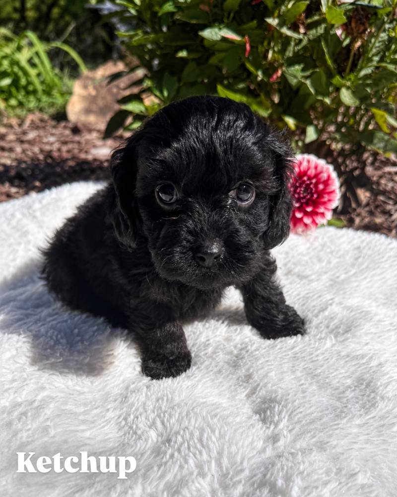 Ketchup, a black Cavapoo puppy, on a white blanket outdoors
