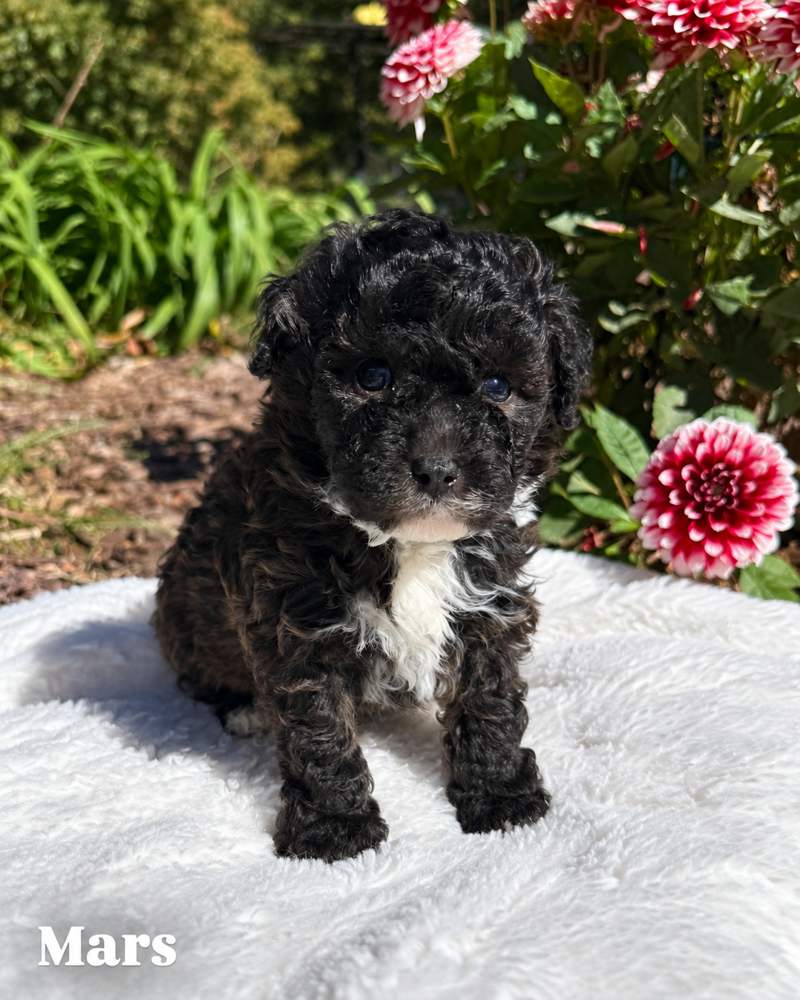 Mars, a tricolor Cavapoo puppy, on a white blanket outdoors
