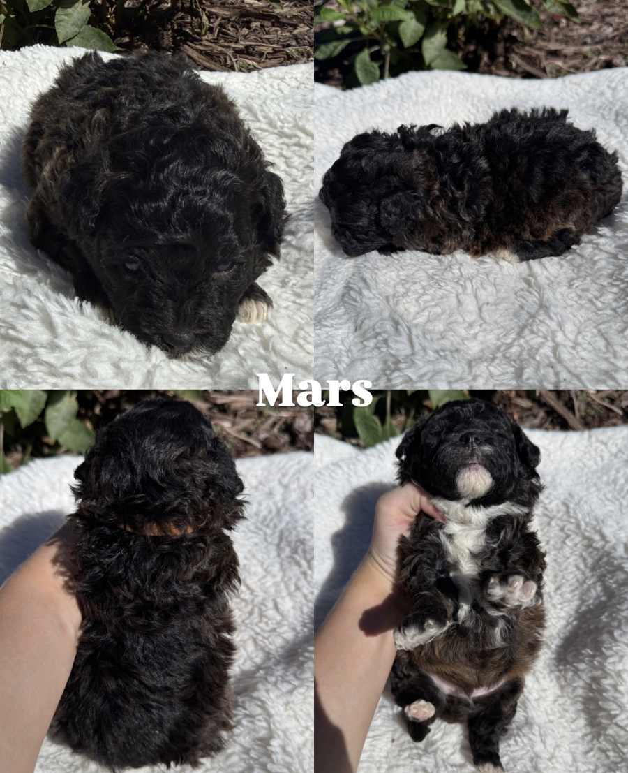 Four views of Mars, a tricolor Cavapoo puppy, on a white blanket