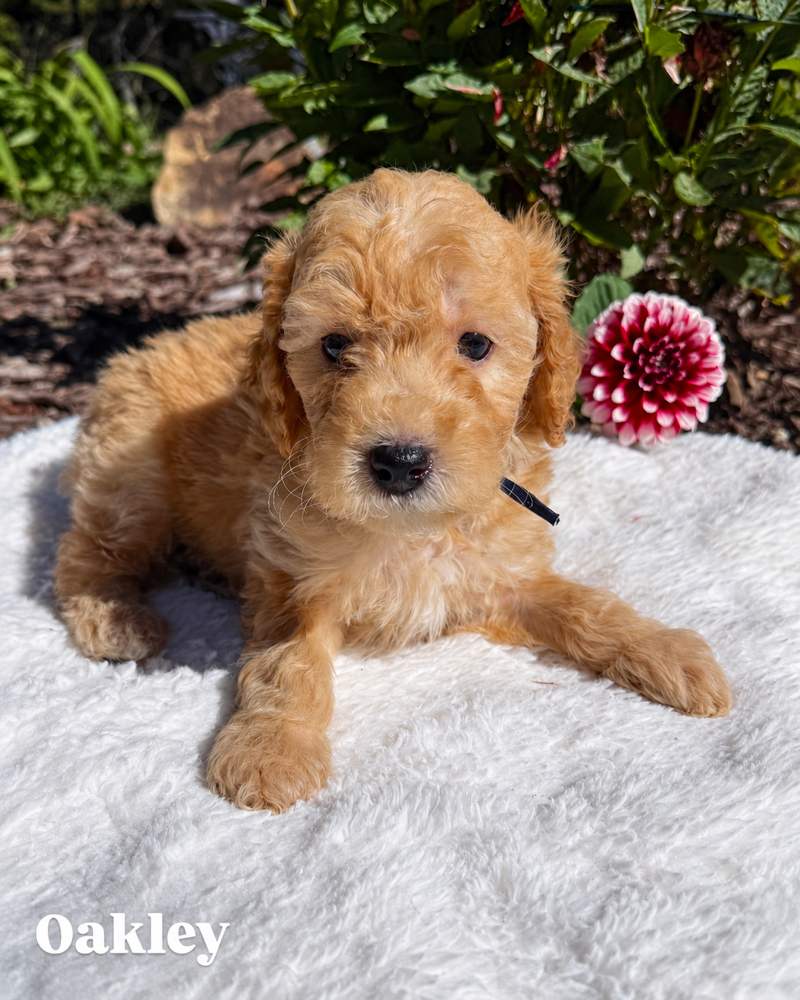 Oakley, a golden Micro Mini Goldendoodle puppy, on a white blanket outdoors