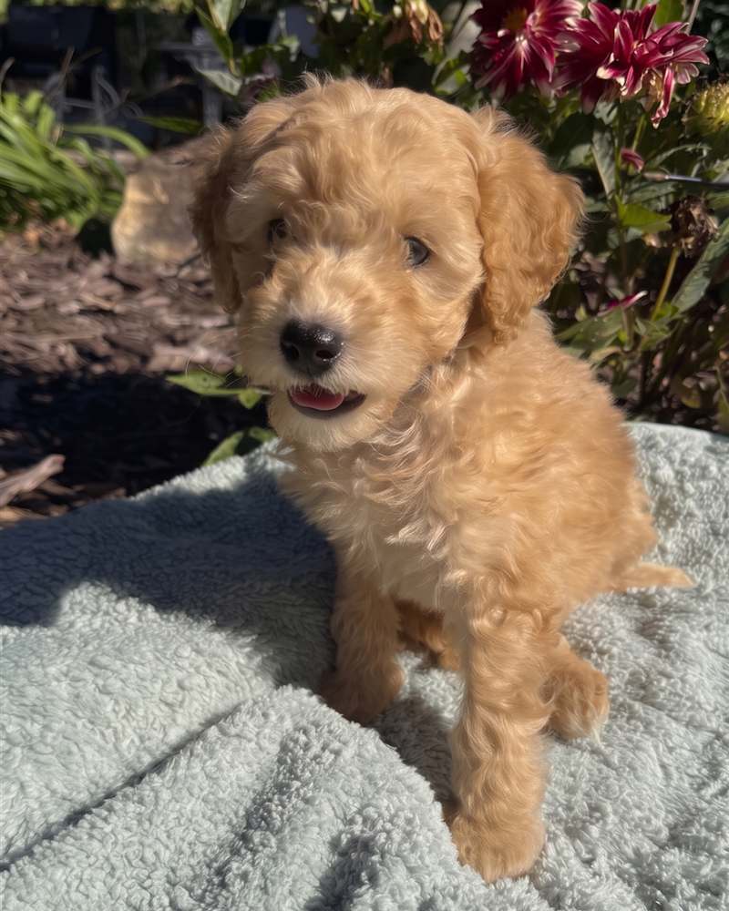 Oakley, a golden Micro Mini Goldendoodle puppy, centered on a mint blanket outdoors