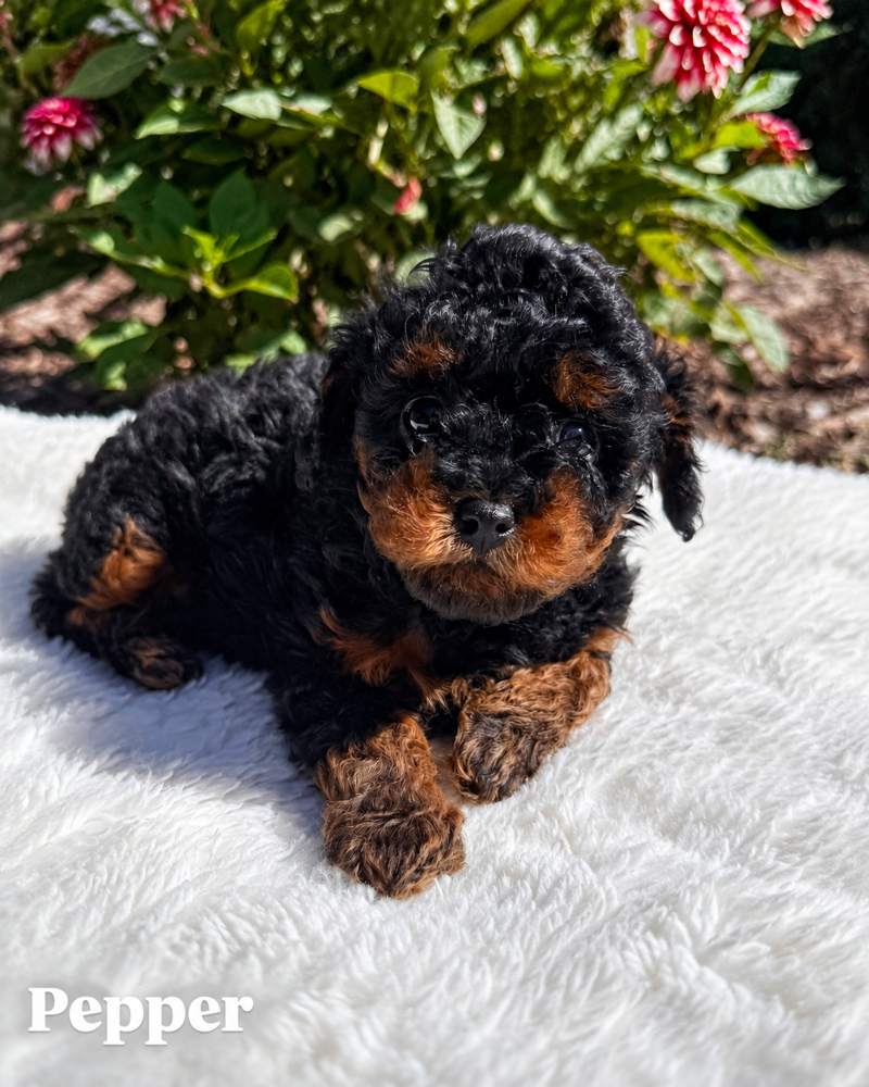 Pepper, a black-and-tan Cavapoo puppy, on a white blanket outdoors