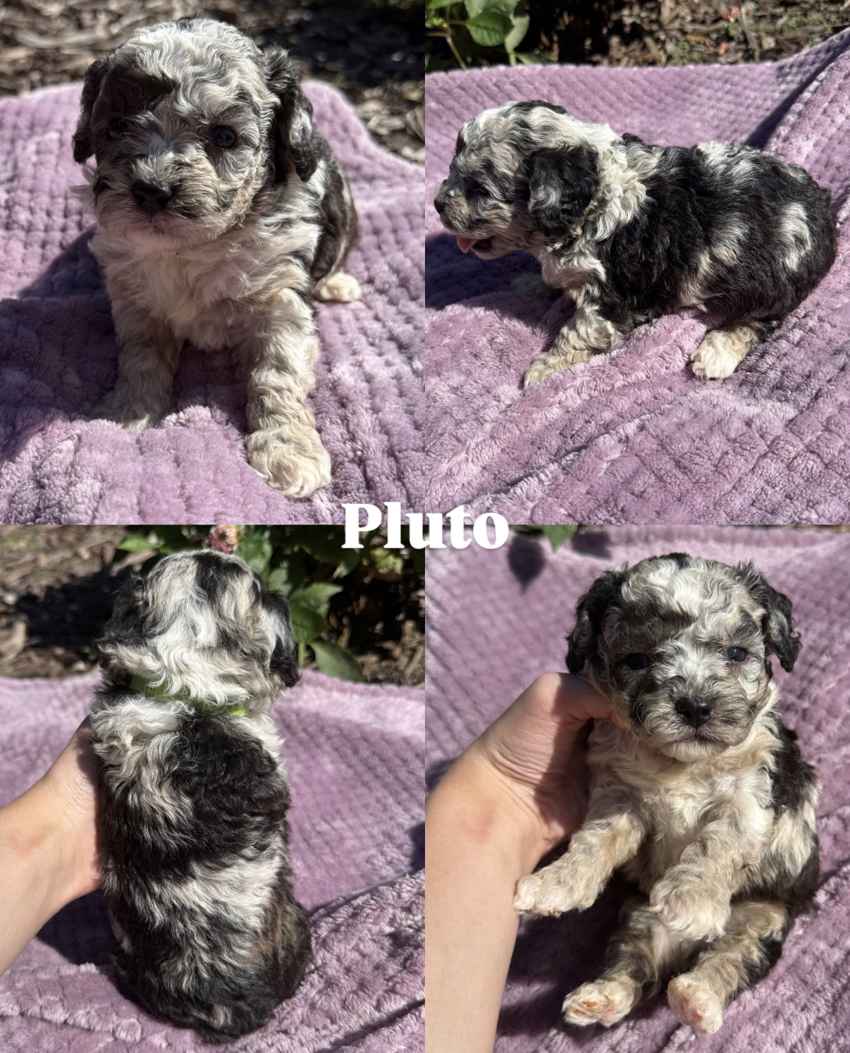 Four photos of Pluto, a male merle Cavapoo puppy from Juniper and Tide
