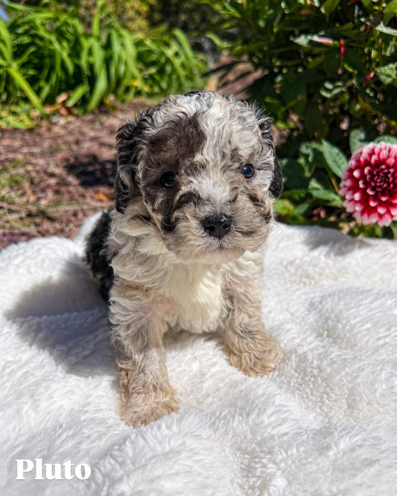 Pluto, a merle Cavapoo puppy, on a white blanket outdoors