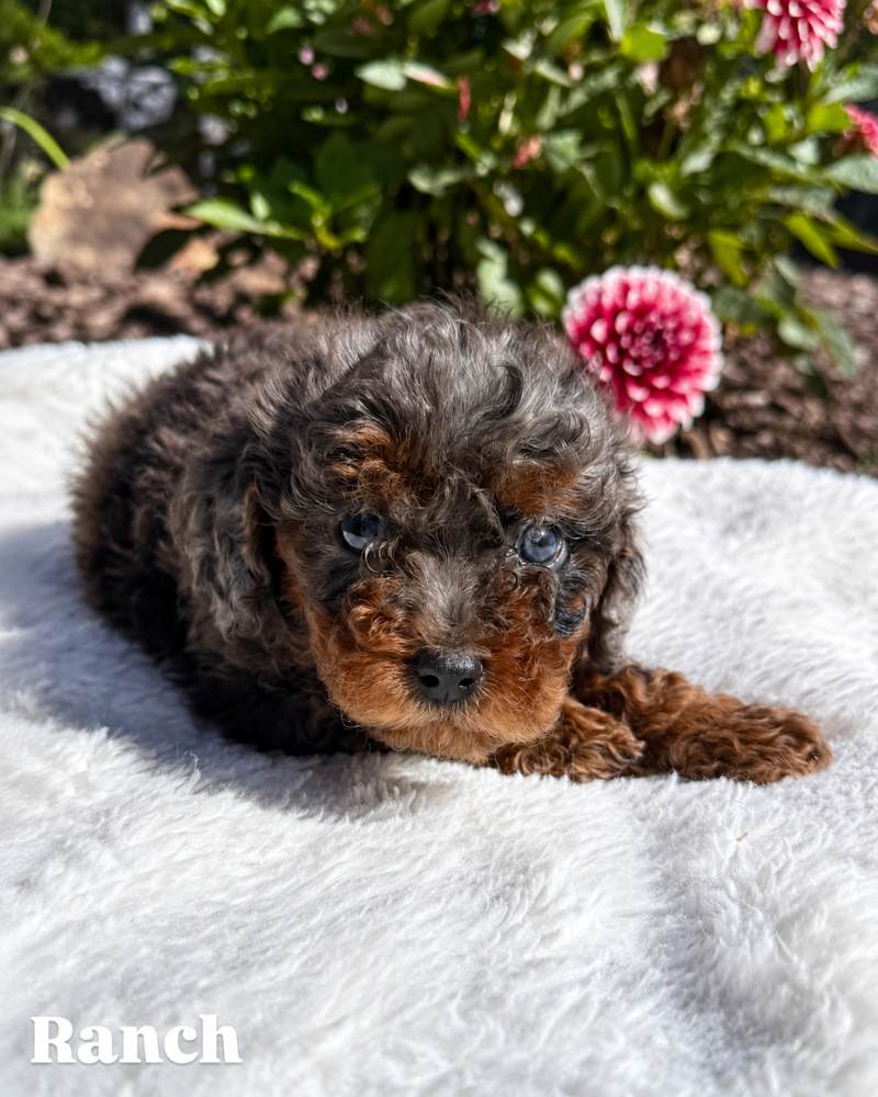Ranch, a merle Cavapoo puppy, on a white blanket outdoors
