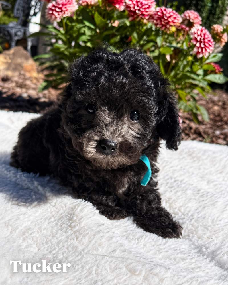 Tucker, a black Cavapoo puppy, on a white blanket outdoors